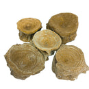 鲨鱼椎骨 - 化石