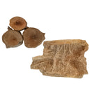 鲨鱼椎骨 - 化石