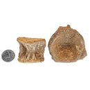 鲨鱼椎骨 - 化石