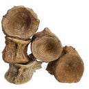 鲨鱼椎骨 - 化石