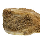 矩阵中的鲨鱼椎骨 - 化石