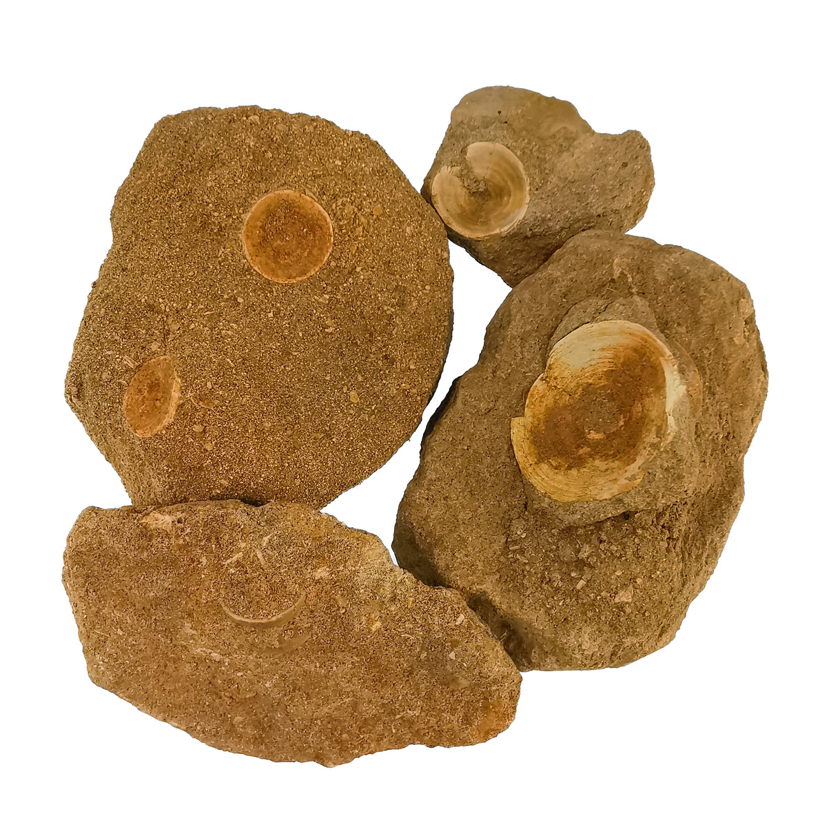 Shark Vertebrae in Matrix fossil from Morocco.