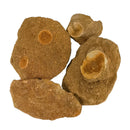 矩阵中的鲨鱼椎骨 - 化石