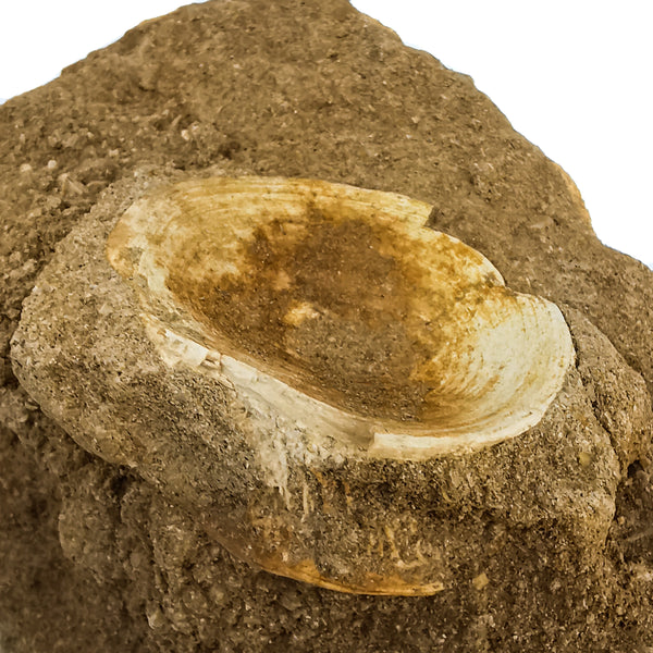 基質中的鯊魚椎骨 - 化石