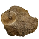 矩阵中的鲨鱼椎骨 - 化石