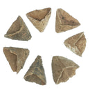 拖鞋珊瑚 - 化石