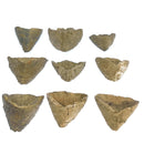 拖鞋珊瑚 - 化石