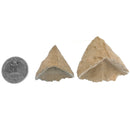 拖鞋珊瑚 - 化石