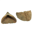 拖鞋珊瑚 - 化石