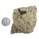 Sowerbyella Rugosa（腕足动物） - 化石