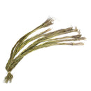 甜草 - 斯特兰德