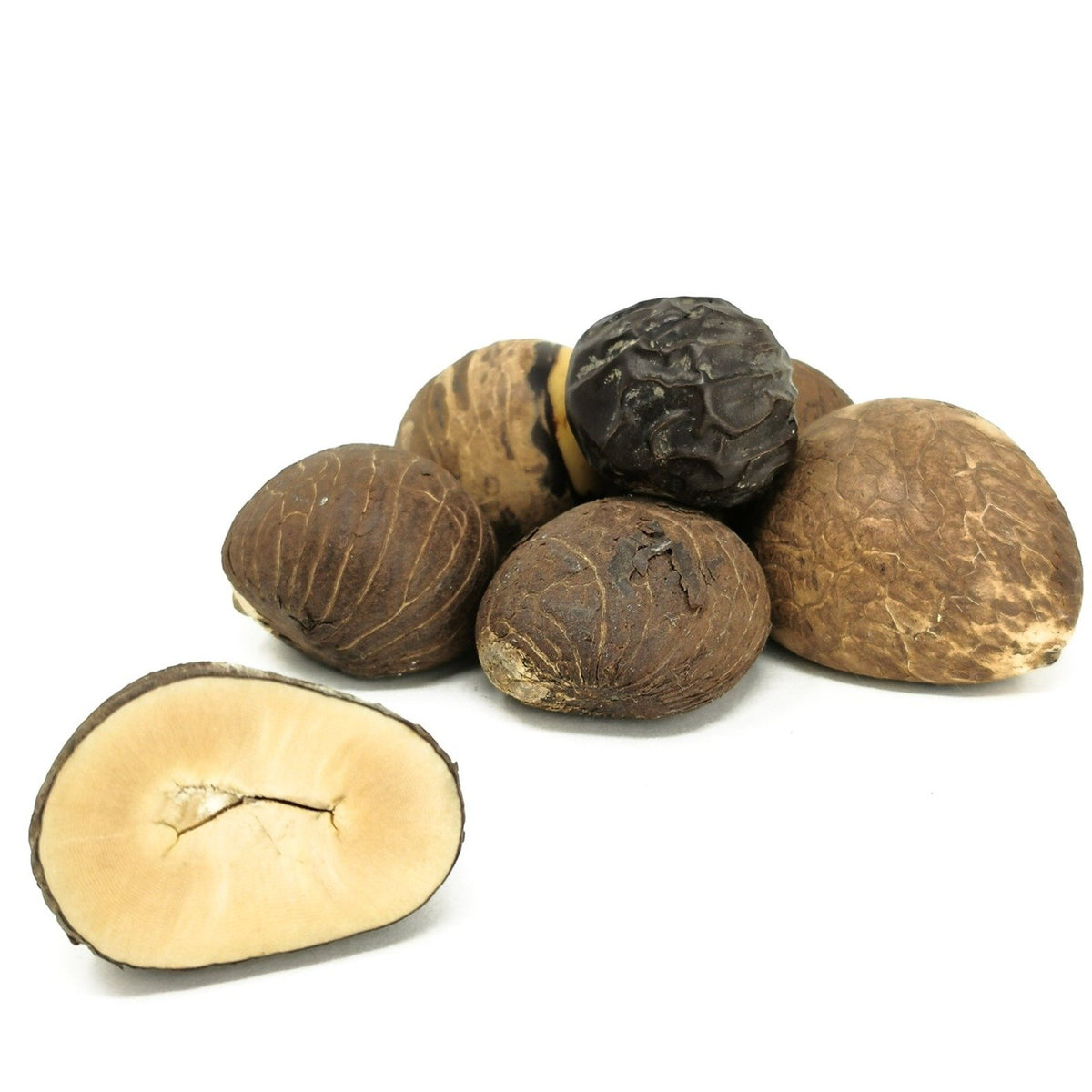 Tagua Nut raw from Brazil.