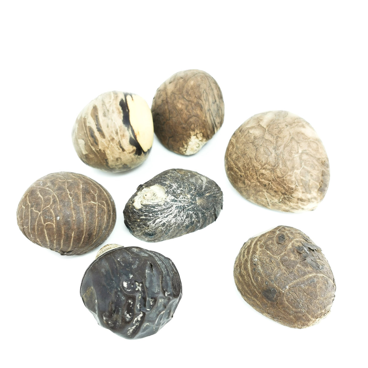 Tagua Nut raw from Brazil.