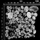 Tourmilated Quartz - Cabochon