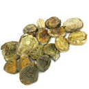 Calymene Trilobite in Matrix Nodule - Fossil