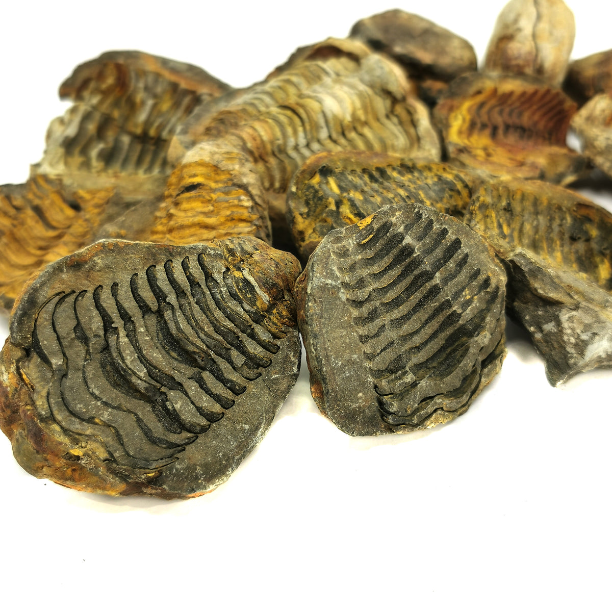Calymene Trilobite in Matrix Nodule fossil from Anti-Atlas Region, Morocco.