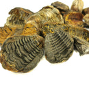 Calymene Trilobite in Matrix Nodule - Fossil