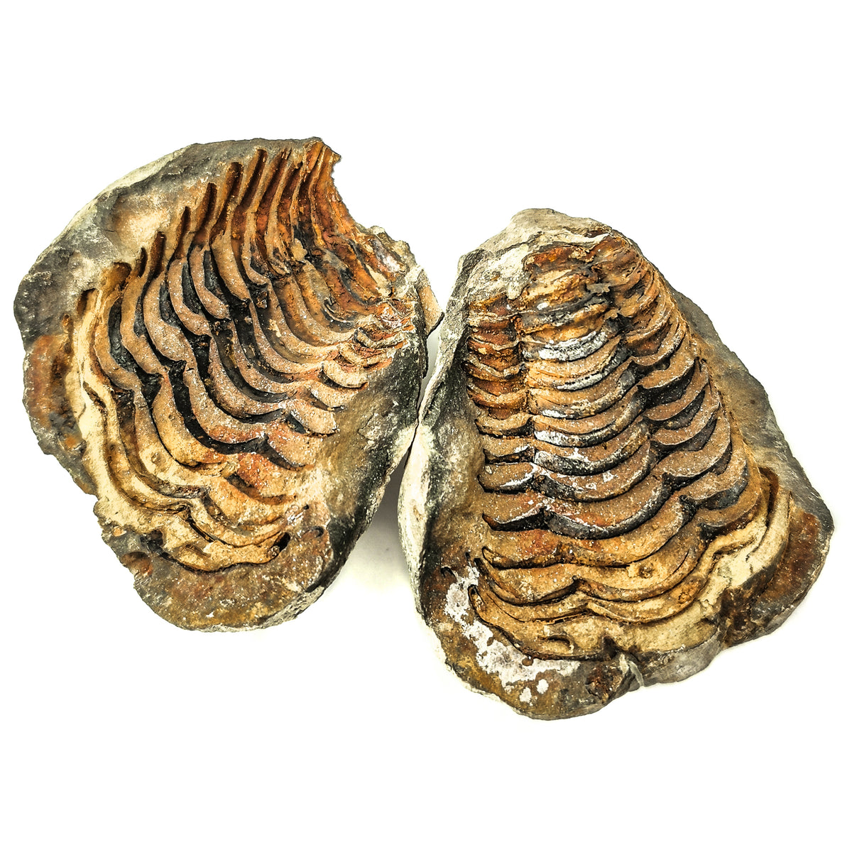 Calymene Trilobite in Matrix Nodule fossil from Anti-Atlas Region, Morocco.