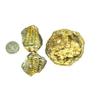 Calymene Trilobite in Matrix Nodule - Fossil