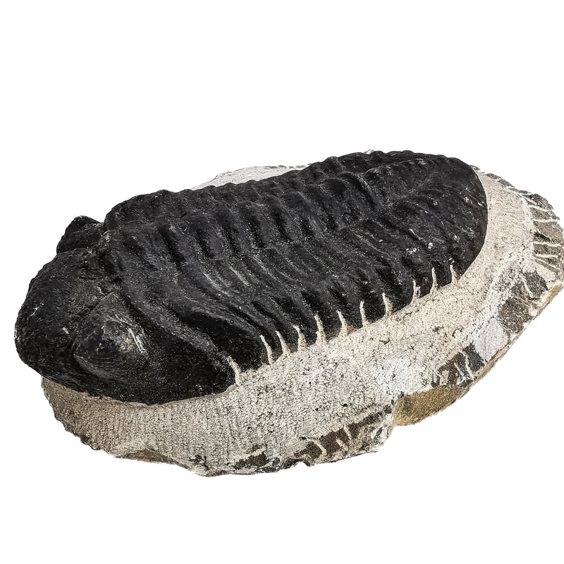 Phacops Trilobite - Large - Fossil