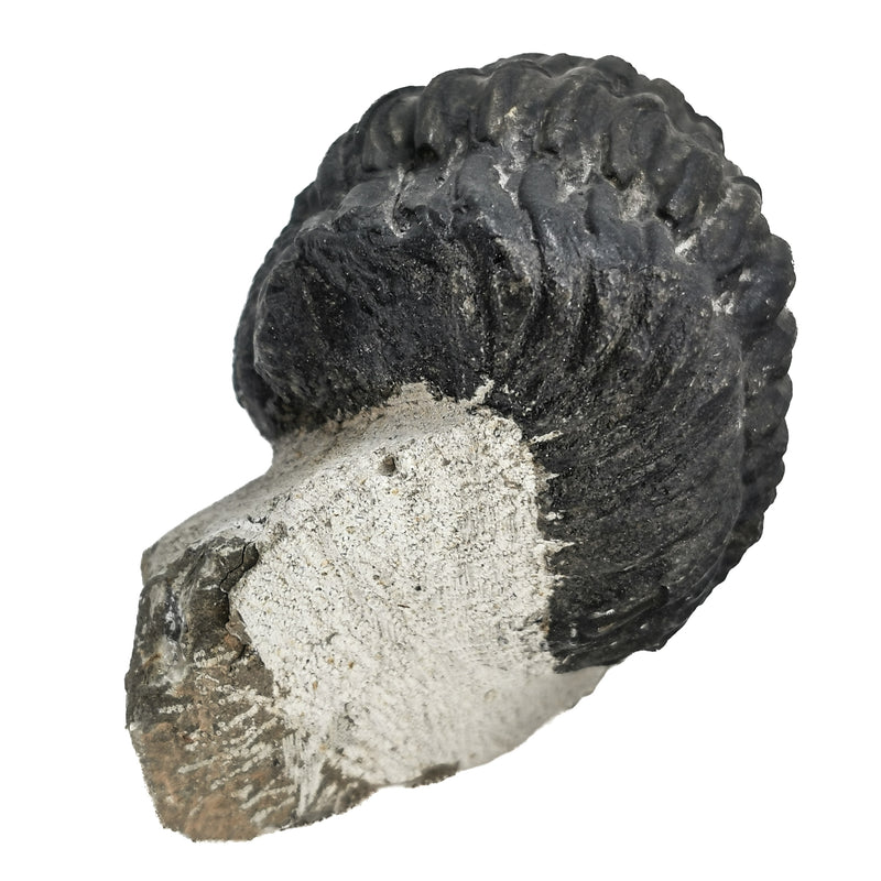 Phacops Trilobite - Large - Fossil