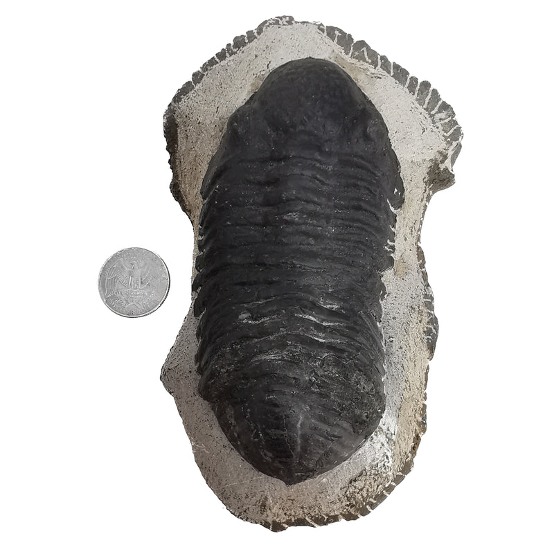 Phacops Trilobite - Large - Fossil