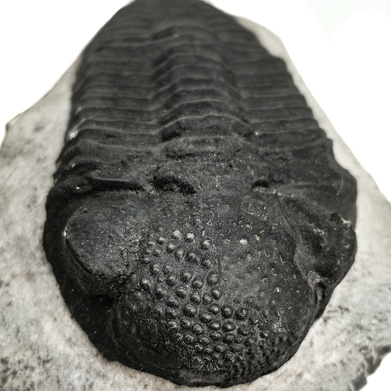 Phacops Trilobite - Large - Fossil