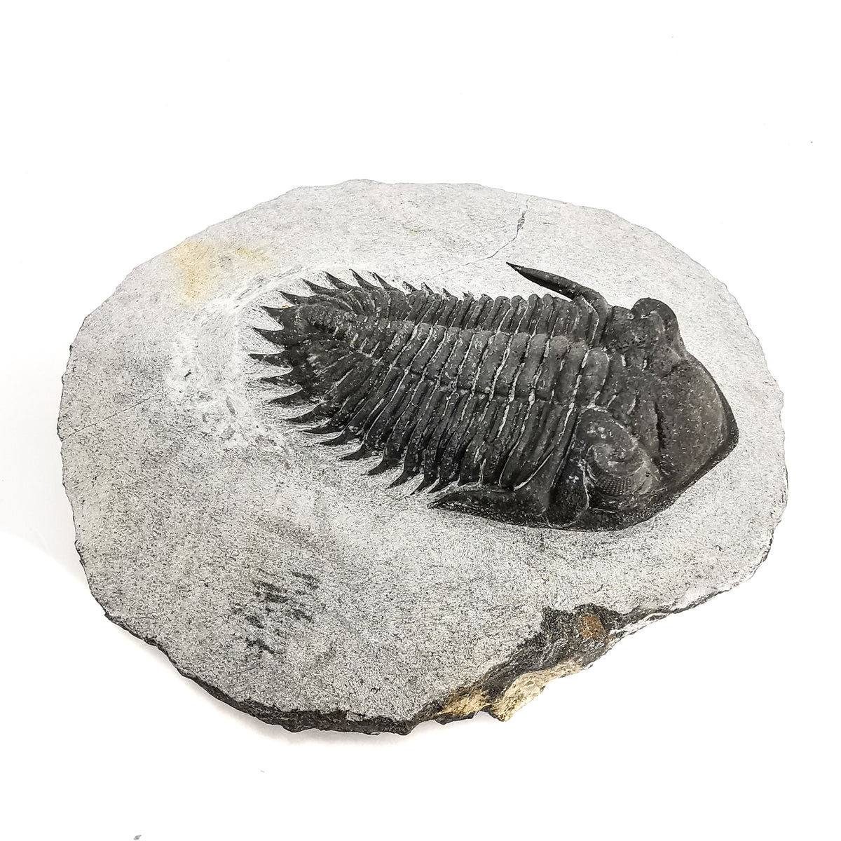Coltraneia Trilobite specimen from El Otfal Formation, Ofaten, Morocco, Middle Devonian.