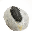 Coltraneia Trilobite - Specimen
