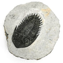 Coltraneia Trilobite - Specimen