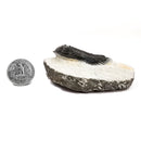 Coltraneia Trilobite - Specimen