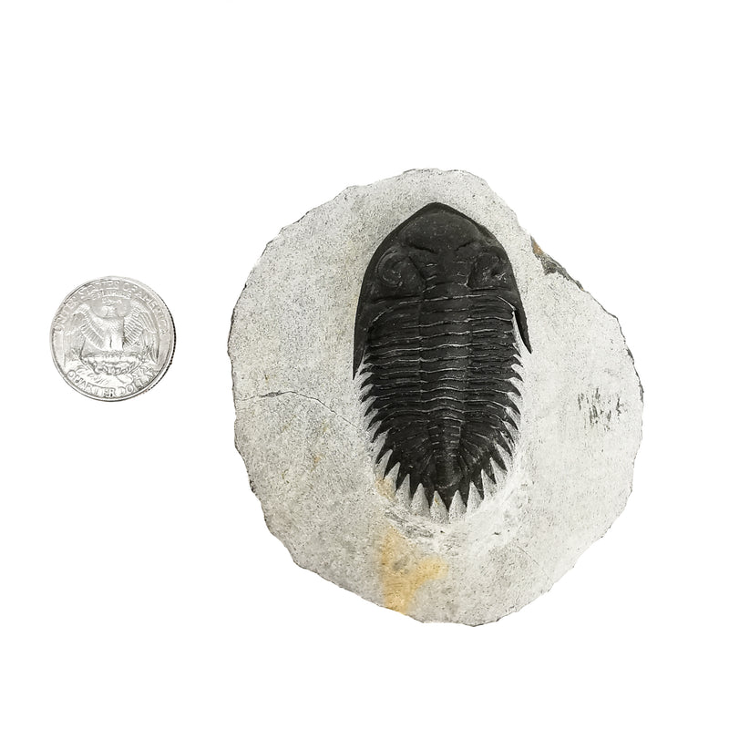 Coltraneia Trilobite - Specimen