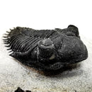 Coltraneia Trilobite - Specimen