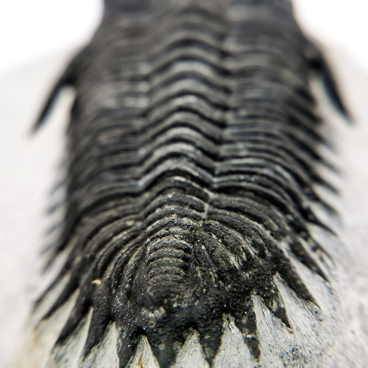 Coltraneia Trilobite specimen from El Otfal Formation, Ofaten, Morocco, Middle Devonian.