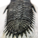Coltraneia Trilobite - Specimen
