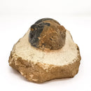 Paralejurus Trilobite - Specimen