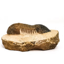 Paralejurus Trilobite - Specimen