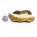 Paralejurus Trilobite - Specimen