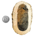 Paralejurus Trilobite - Specimen