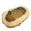 Paralejurus Trilobite - Specimen