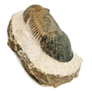 Paralejurus Trilobite - Specimen