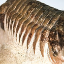 Paralejurus Trilobite - Specimen