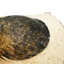 Paralejurus Trilobite - Specimen