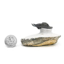 竖琴三叶虫 - 化石标本