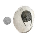 竖琴三叶虫 - 化石标本