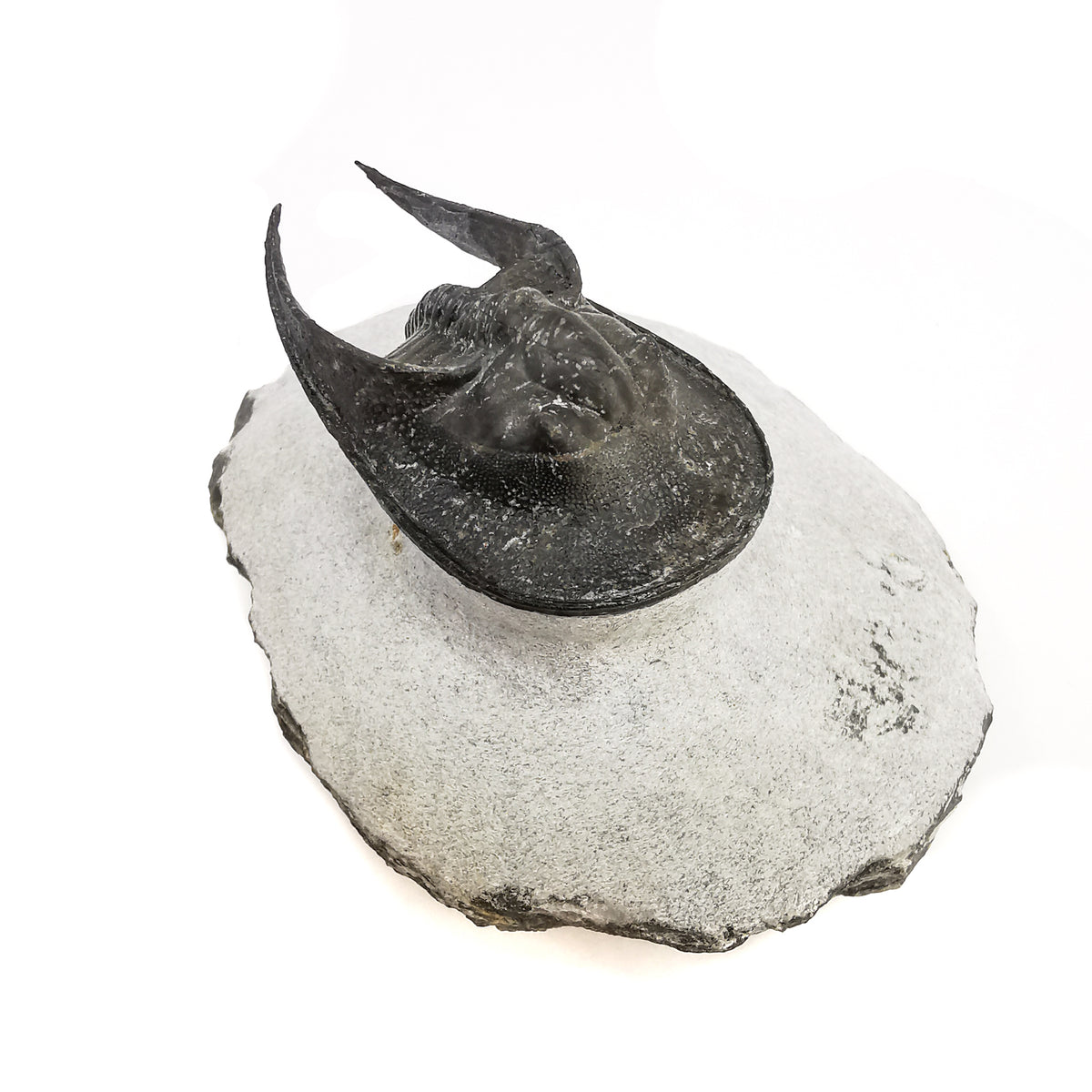 Harpes trilobite, Morocco: specimen on pale matrix