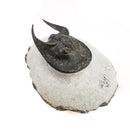 竖琴三叶虫 - 化石标本