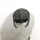 竖琴三叶虫 - 化石标本