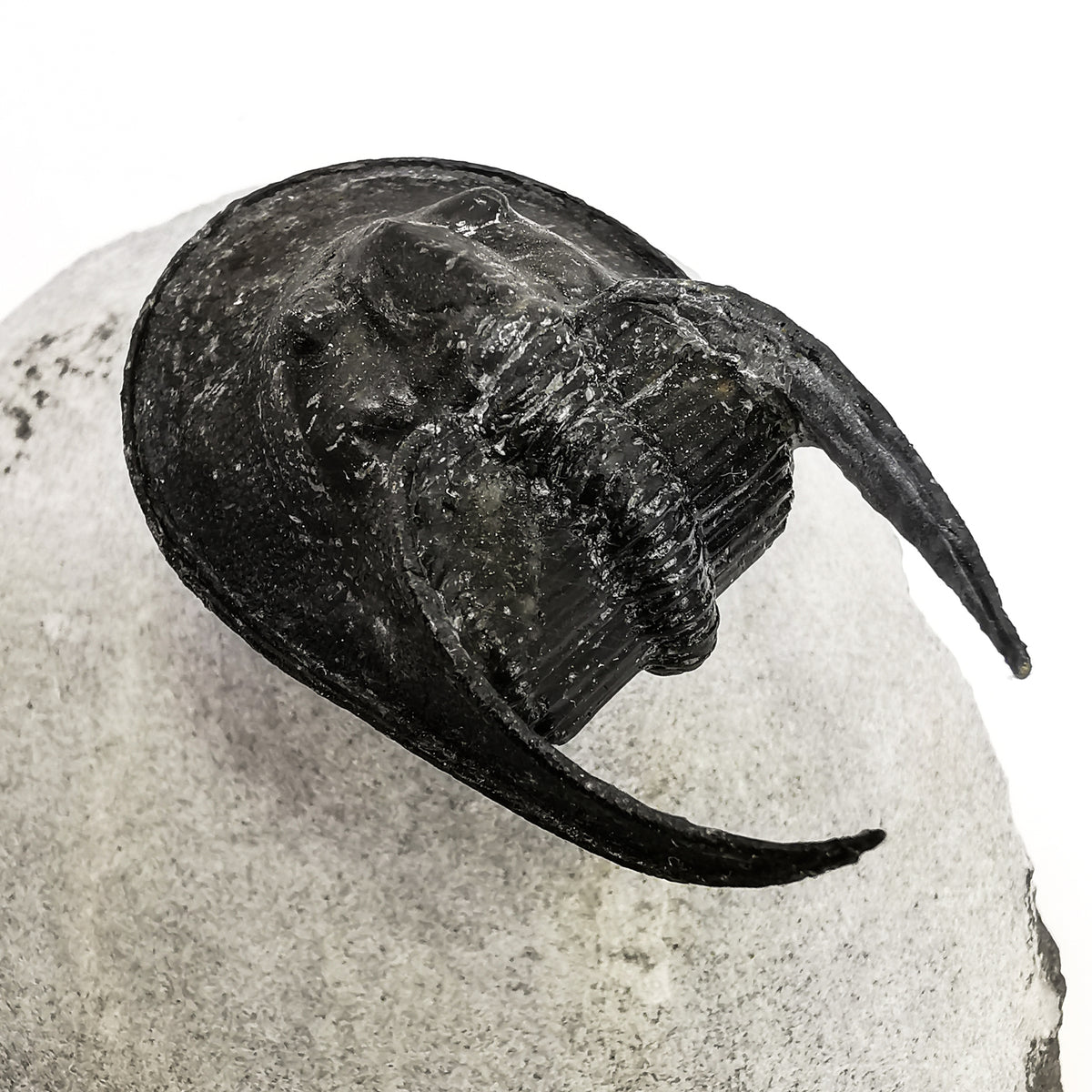 Harpes trilobite, Morocco: close view of head shield