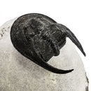 竖琴三叶虫 - 化石标本